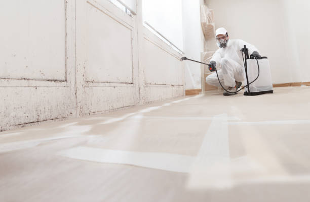 Black mold remediation team in Bloomfield